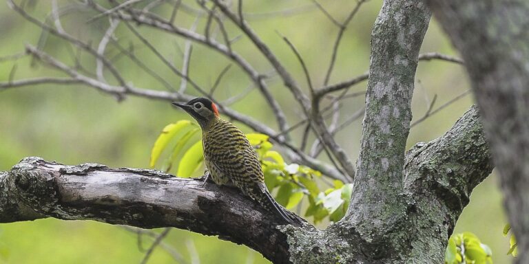 brasil-sedia-conferencia-mundial-de-conservacao-de-animais-silvestres