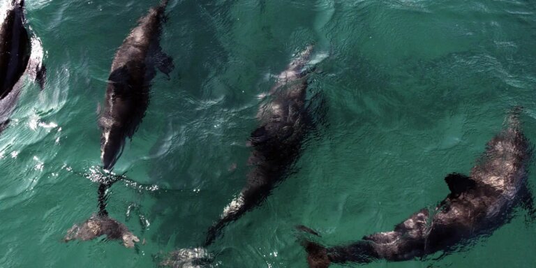 Acordo reforça proteção a golfinhos na Praia de Pipa acordo-reforca-protecao-a-golfinhos-na-praia-de-pipa