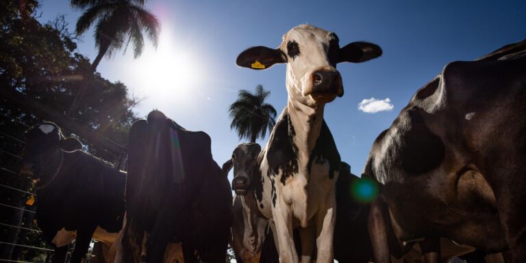 União Europeia oficializa veto à carne brasileira a partir de setembro uniao-europeia-oficializa-veto-a-carne-brasileira-a-partir-de-setembro